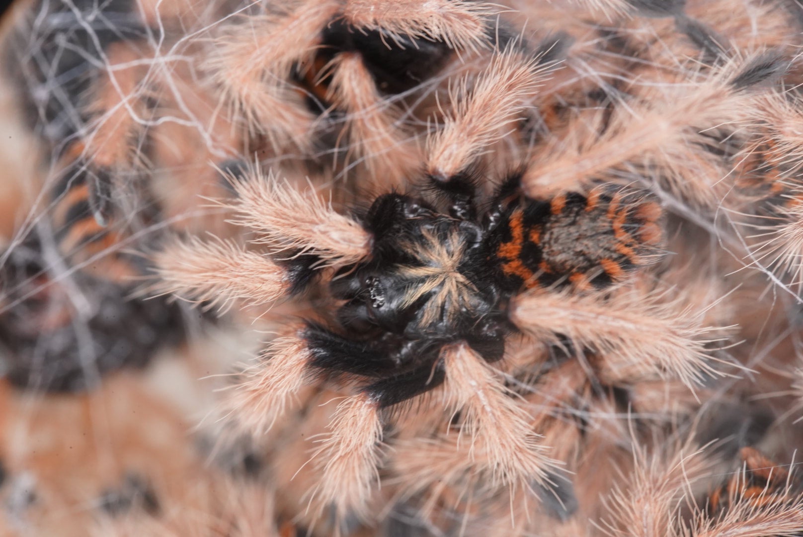 新】グリーンボトルブルー/Chromatopelma cyaneopubescens【幼体】 | 奇蟲屋 榊（タランチュラ通販店）