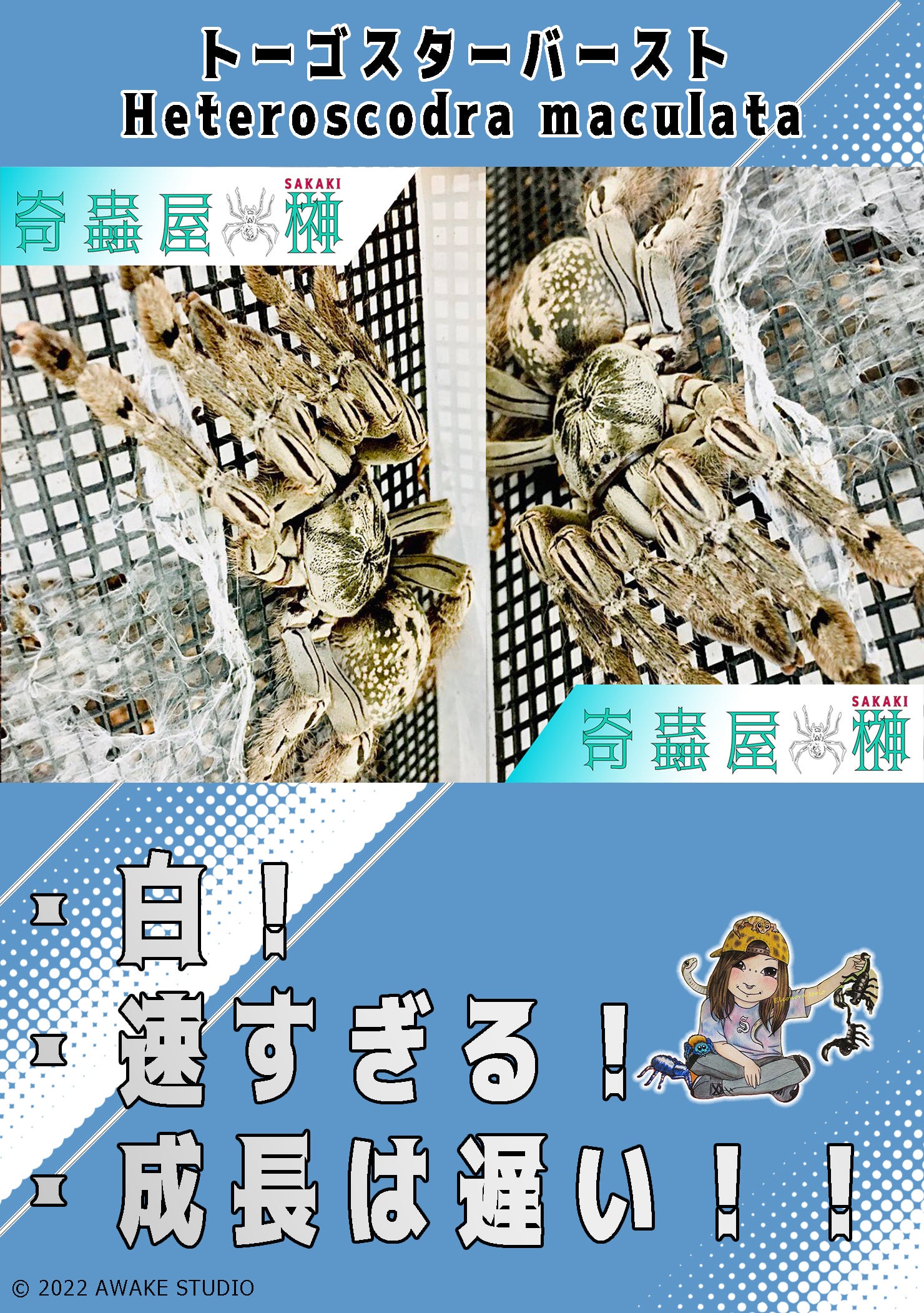 新】トーゴスターバースト/Heteroscodra maculata【幼体】 | 奇蟲屋 榊（タランチュラ通販店）