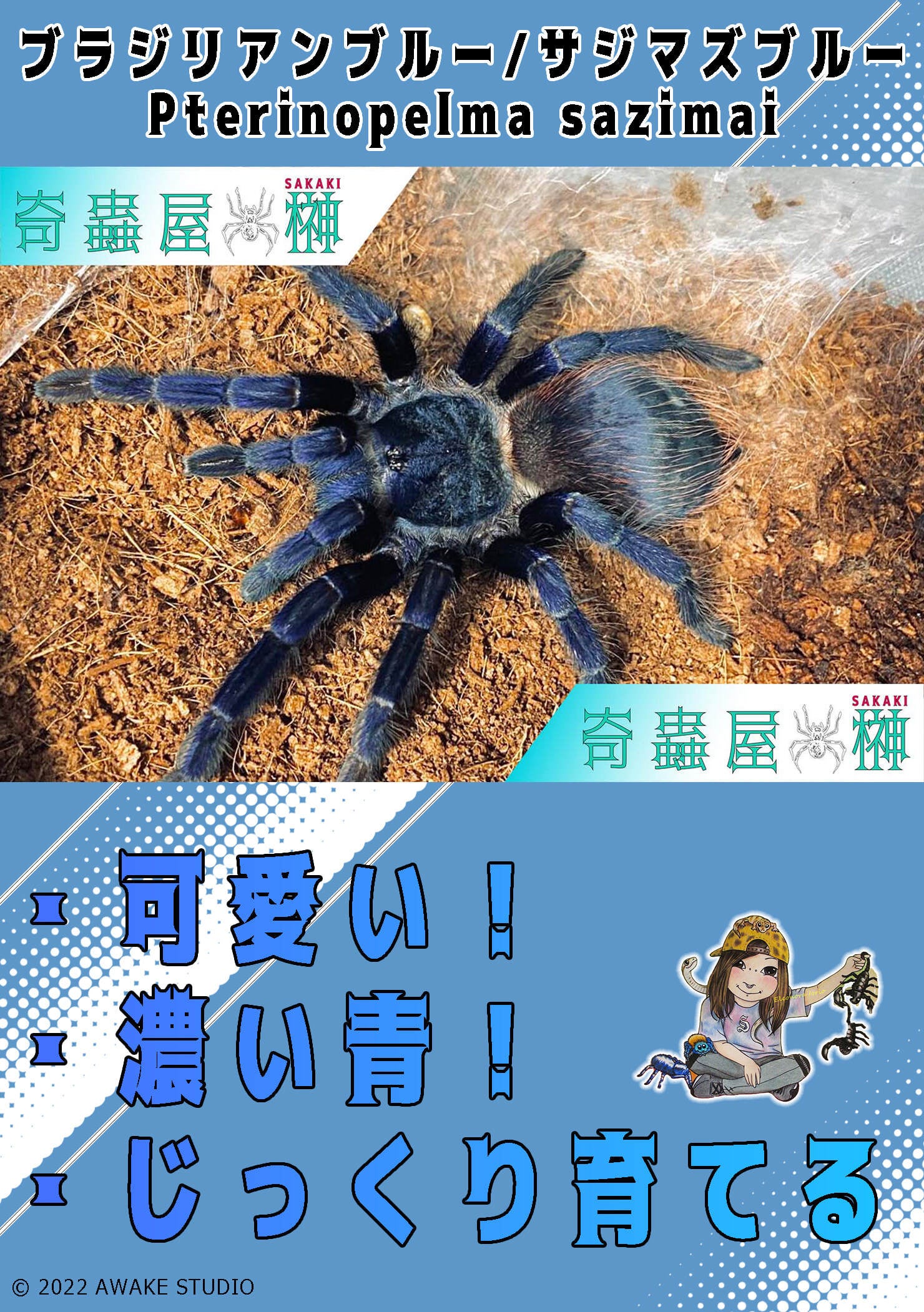 新】ブラジリアンブルー/サジマズブルー/Lasiocyano sazimai (Pterinopelma)【幼体】 | 奇蟲屋 榊（タランチュラ通販店）