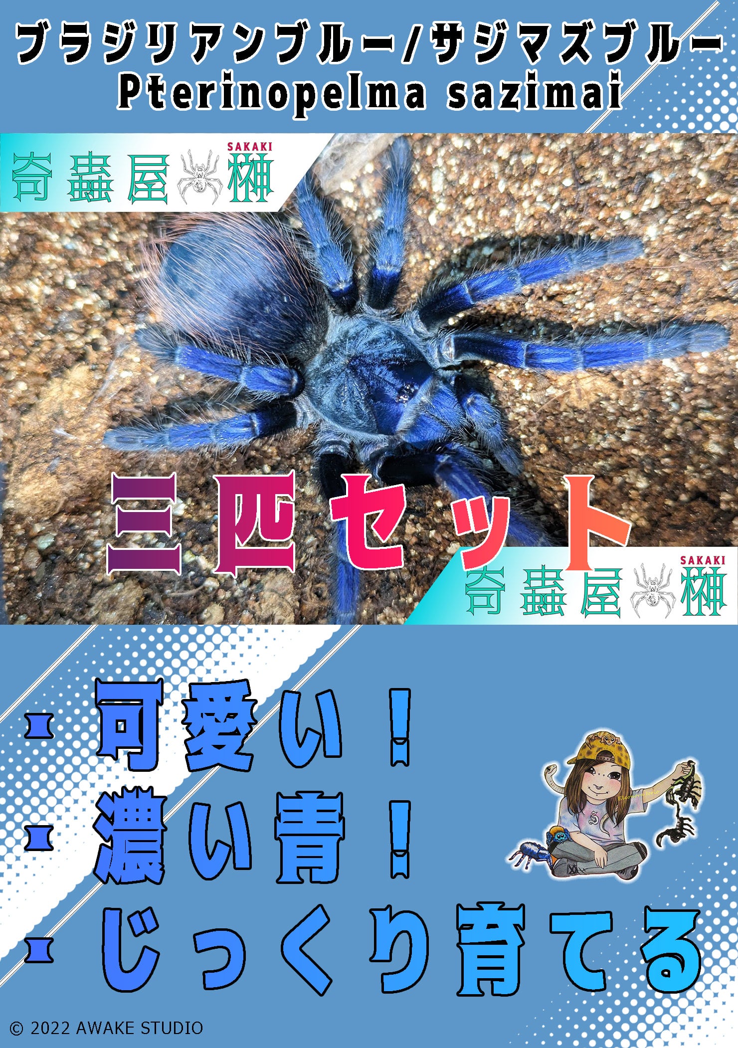 ブラジリアンブルー/サジマズブルー/Lasiocyano sazimai (Pterinopelma) 3匹セット【幼体】 | 奇蟲屋 榊（タランチュラ 通販店）