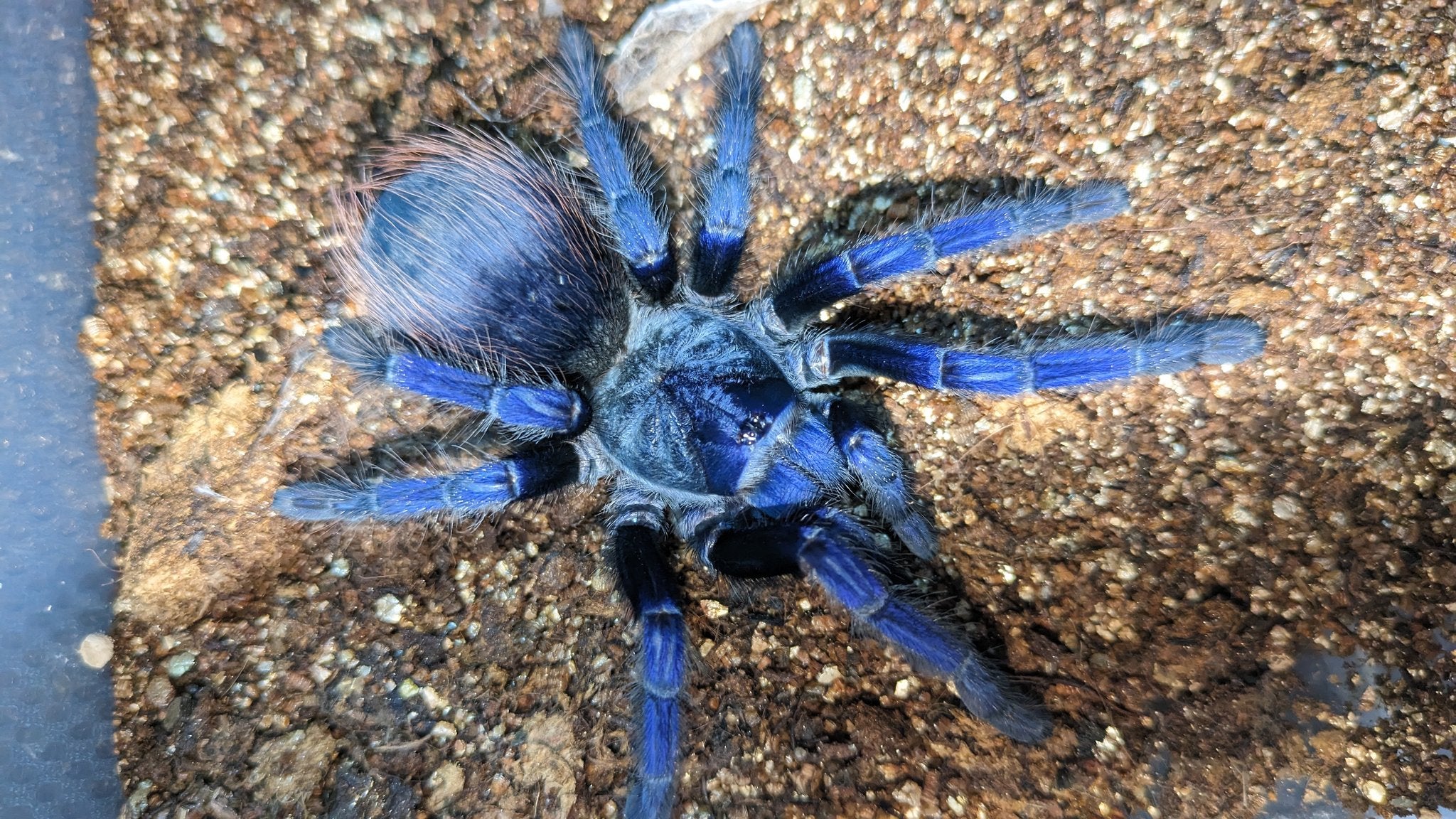 ブラジリアンブルー/サジマズブルー/Lasiocyano sazimai (Pterinopelma) 3匹セット【幼体】 | 奇蟲屋 榊（タランチュラ 通販店）