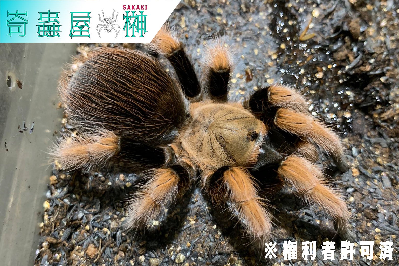 新】メキシカンブラッドレッグタランチュラ/Aphonopelma bicoloratum【幼体】 | 奇蟲屋 榊（タランチュラ通販店）