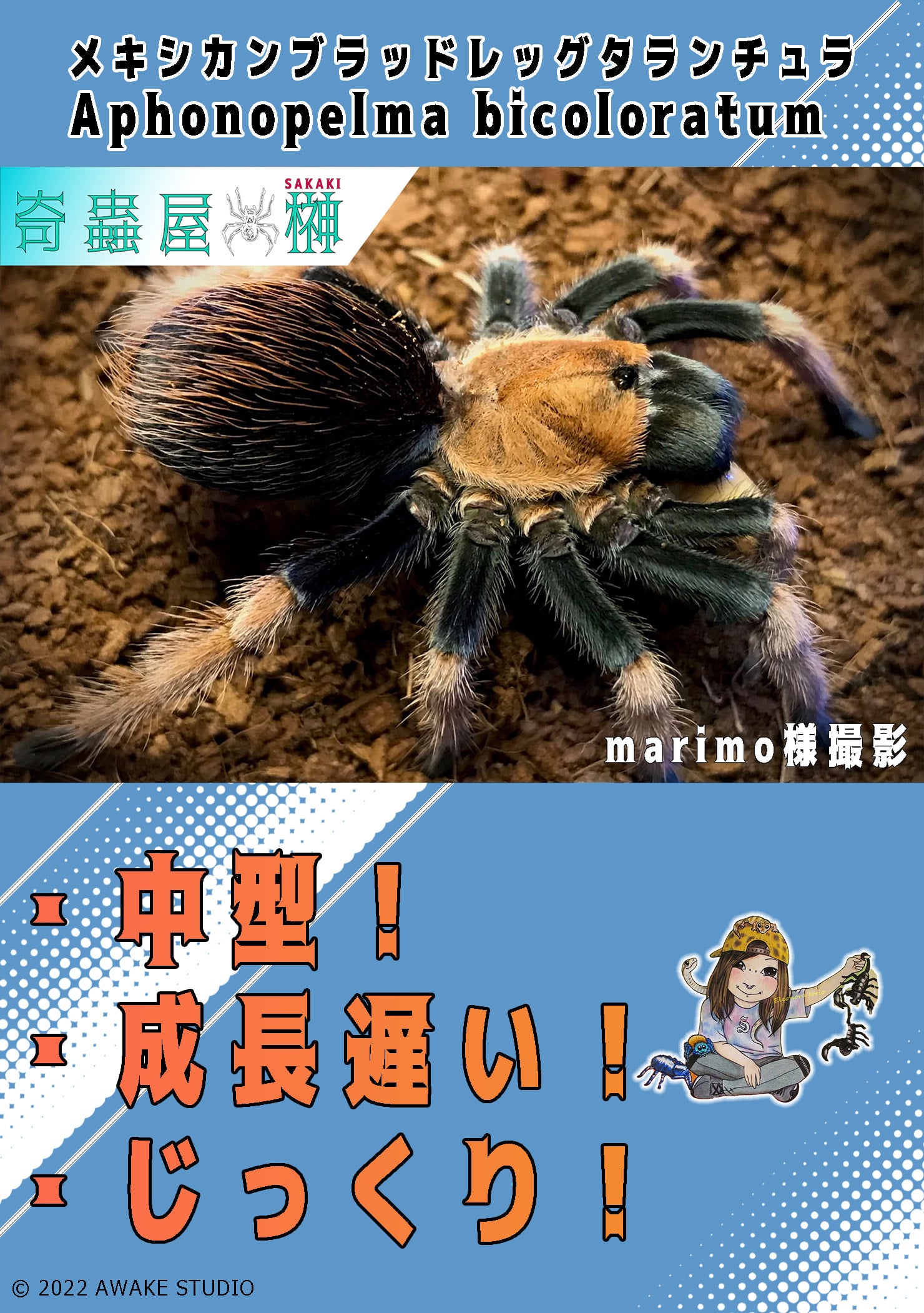 新】メキシカンブラッドレッグタランチュラ/Aphonopelma bicoloratum【幼体】 | 奇蟲屋 榊（タランチュラ通販店）