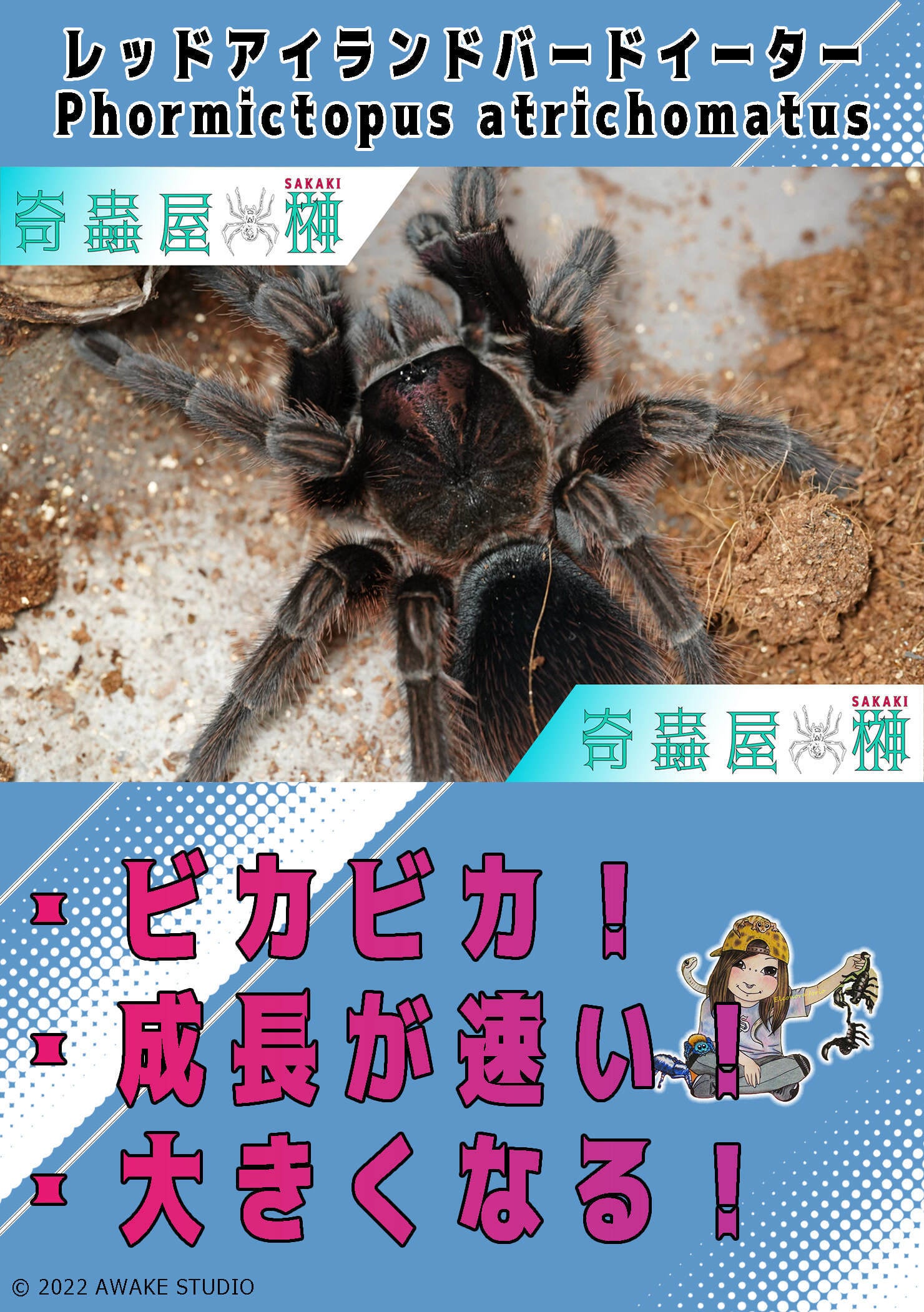 新】レッドアイランドバードイーター /Phormictopus atrichomatus【幼体】 | 奇蟲屋 榊（タランチュラ通販店）