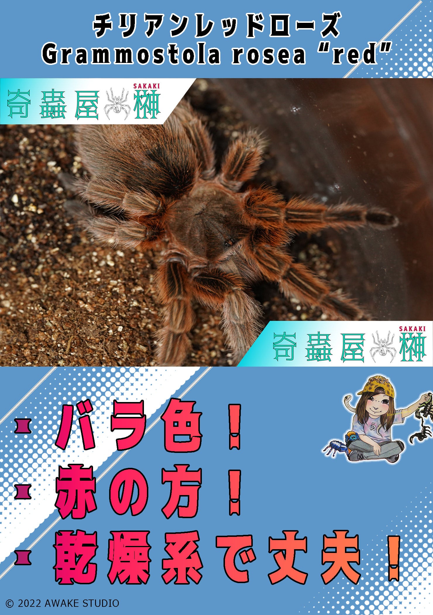 チリアンレッドローズ/Grammostola rosea “red”【幼体】 | 奇蟲屋 榊（タランチュラ通販店）