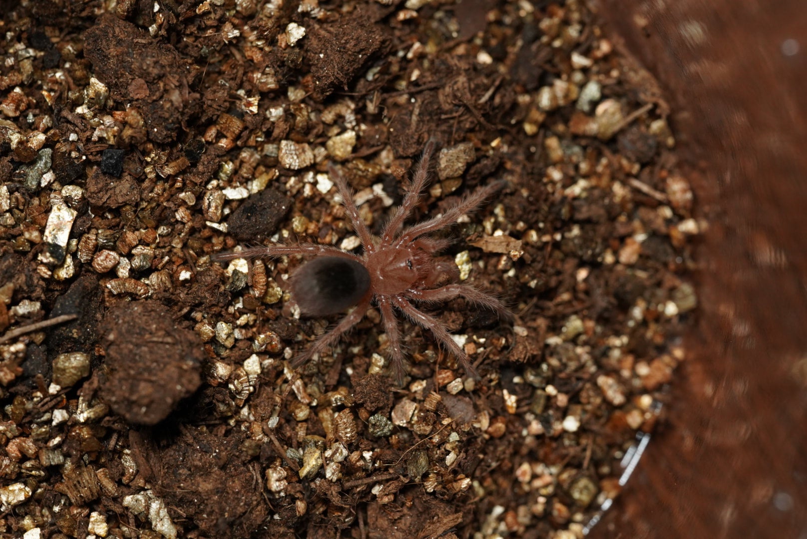 チリアンレッドローズ/Grammostola rosea “red”【幼体】 | 奇蟲屋 榊（タランチュラ通販店）