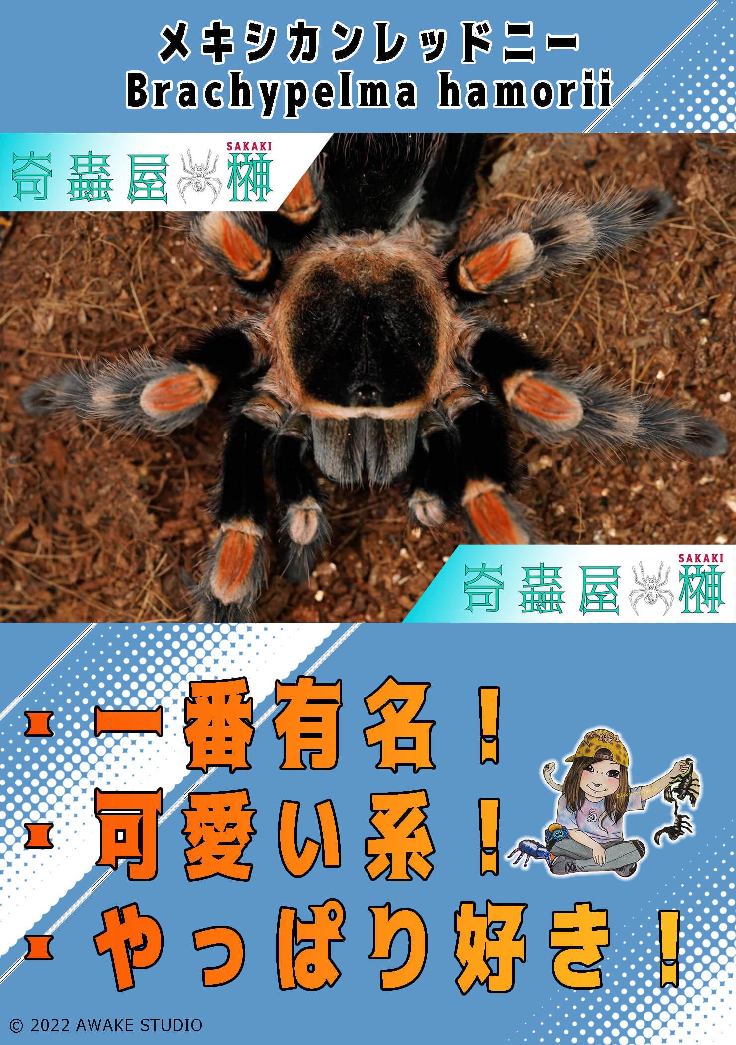 メキシカンレッドニー/Brachypelma hamorii 【成体♂】最終脱皮済み即ブリ (1) | 奇蟲屋 榊（タランチュラ通販店）