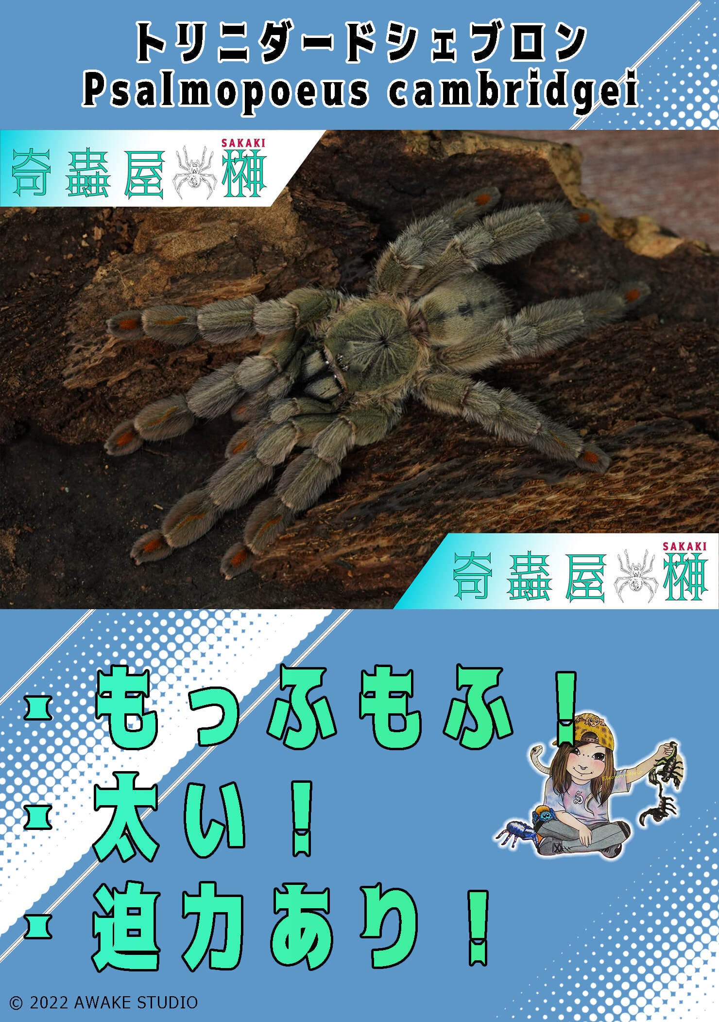 トリニダードシェブロン/Psalmopoeus cambridgei【幼体】当店CB | 奇蟲屋 榊（タランチュラ通販店）