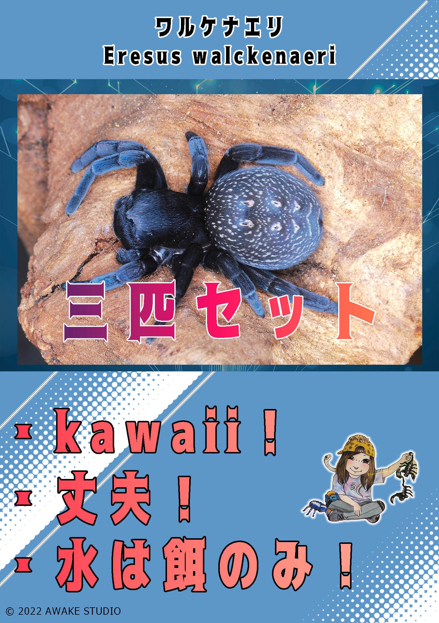 バックマーアースタイガー/Cyriopagopus sp bachma【幼体】3匹セット | 奇蟲屋 榊（タランチュラ通販店）